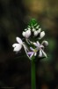 Calanthe triplicata (Willemet) Ames